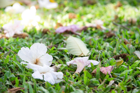 Dry leaves and flower on green grass in autumn.の写真素材