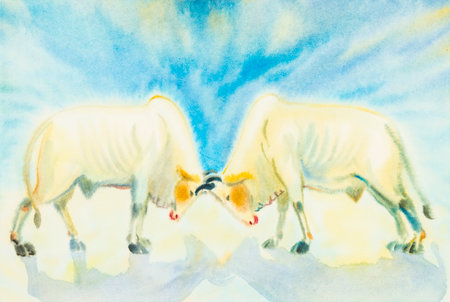 Watercolor landscape painting colorful of fighting cow in blue background .Original painting.の写真素材