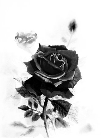 Watercolor original realistic painting black color of rose flower and  emotion in white backgroundの写真素材