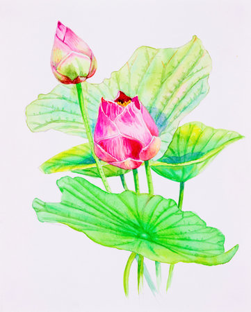 Watercolor painting original on paper pink bouqet, happy postcard colorful flower of louts and gray leaves in white background. Hand paintings illustration.の写真素材