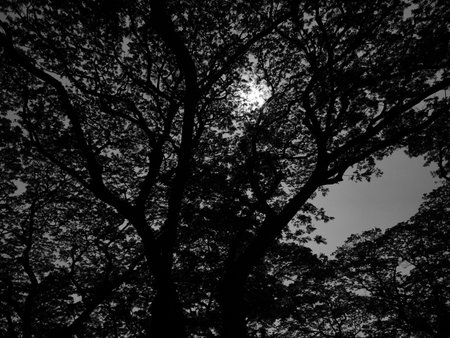 sunlight and the treeの素材