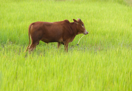 a cow on the fieldの写真素材