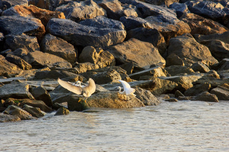 storks at the coast