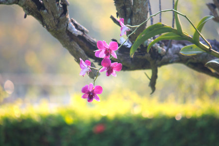 Orchids on tree branches in a park.の写真素材