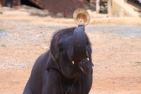 The little elephant and a hat