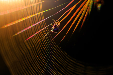 spider
