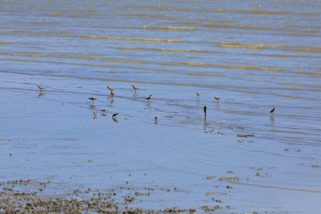 a flock of birds that live in wetland area near the seaの写真素材
