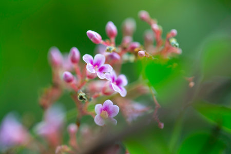 close-up shot of star apple flower in the garden