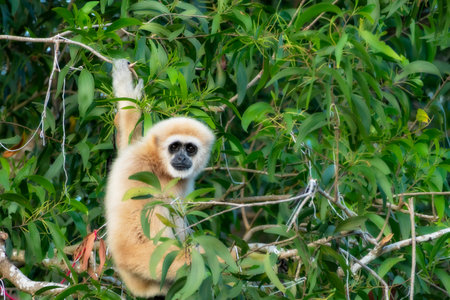 A white langur hold on the tree in the forest.