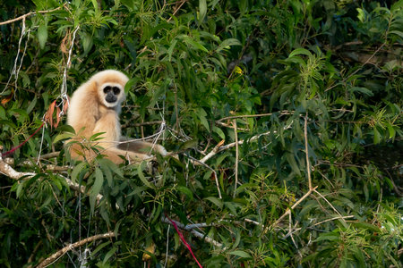 A white langur hold on the tree in the forest.