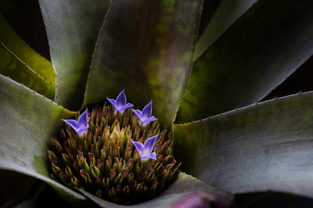 Close up of bromeliad flower or Aechmea background urn plant.の写真素材