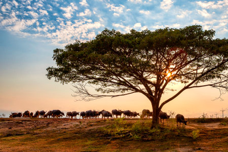 A buffalo herd was walking back to a stall in a ranch in the summer.の写真素材