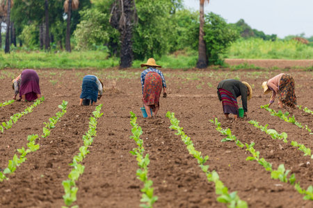 Burmese farmers are planting tobacco trees in a plot on a tobacco farm.の写真素材