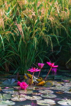Red lotus flowers are blooming in the lake next to the rice fields that are near to harvest.の写真素材