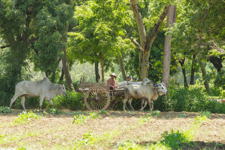 Bagan/Myanmar-October 4th 2019: A Burmese man rode a wagon on a dirt road through a farm that had...