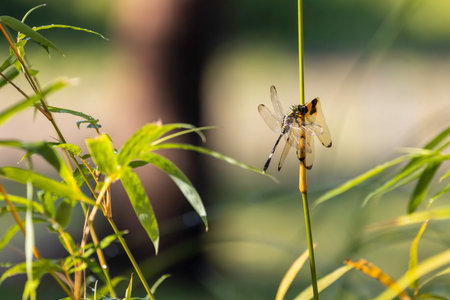 A dragonfly perched on a branch of a bamboo and was devouring the remains of another dead dragonfly.の写真素材