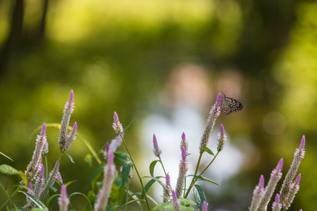 A butterfly perched on a flower in the garden in the morning atmosphere.の写真素材