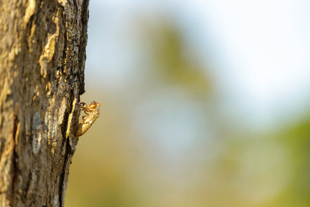 Cicada stains on trees in the forest