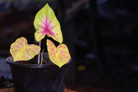 A type of caladium with yellow leaves. Caladium is an ornamental plant with beautiful leaf patterns and is popular for decorating gardens.の写真素材
