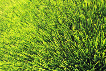Lush green rice fieldsの写真素材