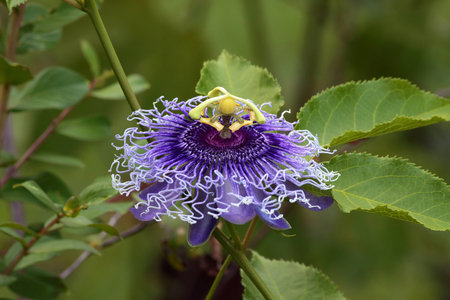 PASSIFLORACEAEの写真素材