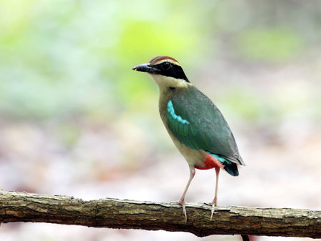 Fairy Pitta の写真素材
