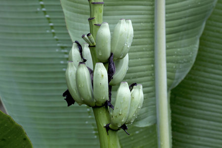 Young green banana on tree  の写真素材