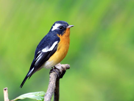 Mugimaki Flycatcher  Ficedula mugimaki  の写真素材