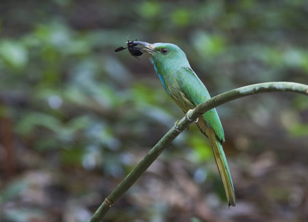 Blue-bearded Bee-eater  Nyctyornis athertoni の写真素材