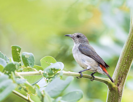 Scarlet-backed Flowerpecker