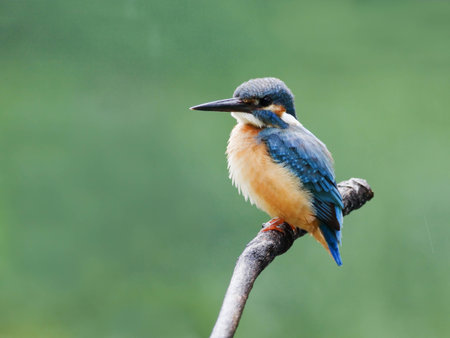 Common Kingfisherの写真素材