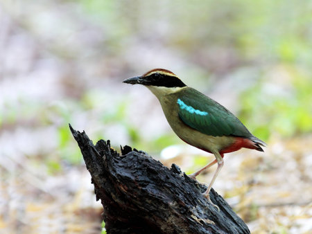Fairy Pitta の写真素材