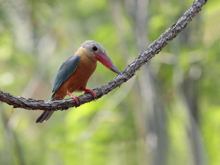 Stork-billed Kingfisherの写真素材