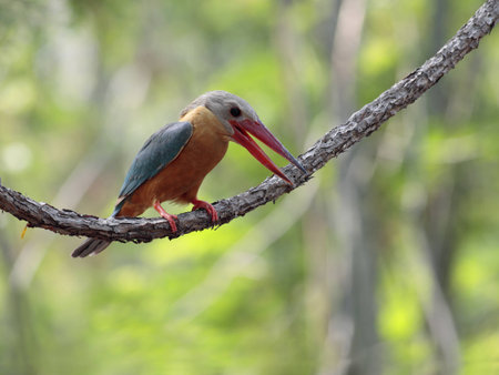 Stork-billed Kingfisherの写真素材