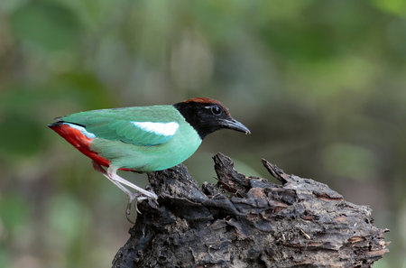 Hooded Pitta  Pitta sordida  の写真素材