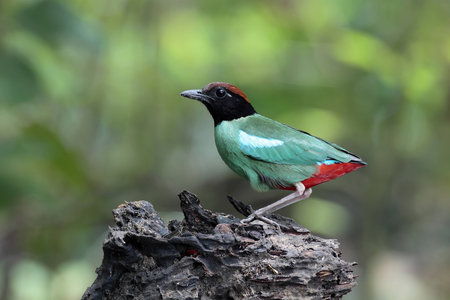 Hooded Pitta  Pitta sordida  の写真素材