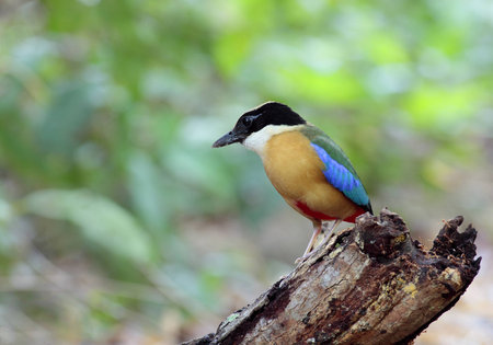 Blue-Winged Pittaの写真素材