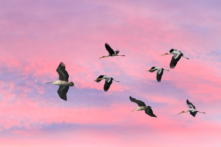 The Painted Stork flying against the setting Sun in a warmの写真素材