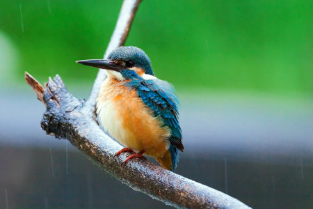 common kingfisherの写真素材