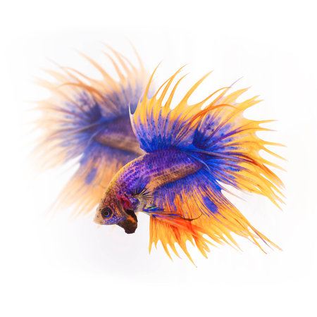 siamese fighting fish, betta splendens, Crown Tail Betta isolate on white background.の写真素材