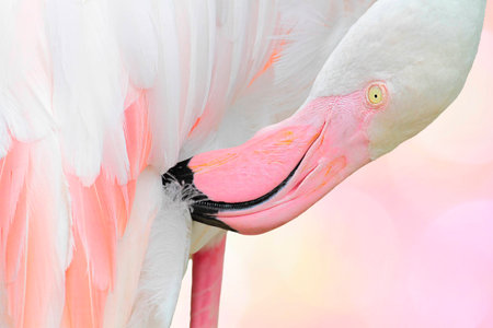Flamingo Phoenicopterus ruber roseusの写真素材