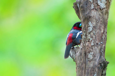 Black-and-red Broadbillの写真素材
