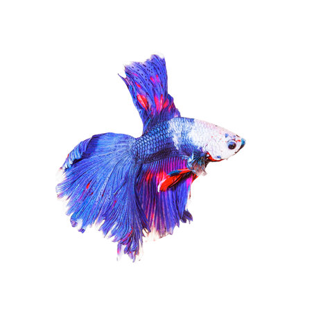 Double Half Moon Betta isolated on white background.の写真素材