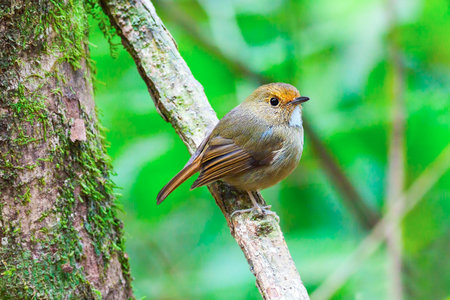 Ficedula solitariesの写真素材