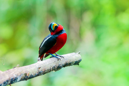 Black-and-red Broadbillの写真素材