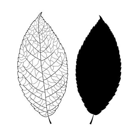 black graphic silhouette of a tree leaf and leaf on white backgroundのイラスト素材