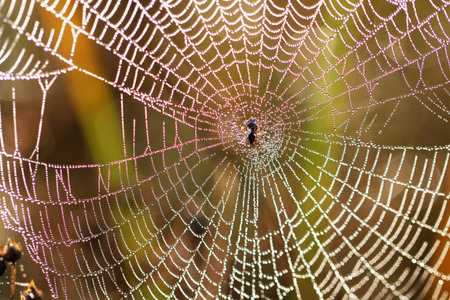The Web with a few drops of water in the early morning