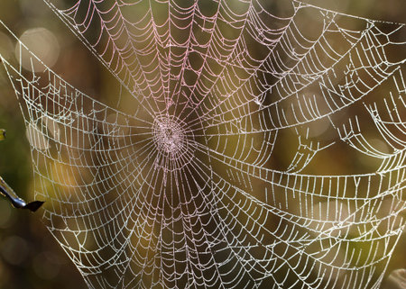 The Web with a few drops of water in the early morningの写真素材