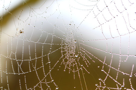 The Web with a few drops of water in the early morningの写真素材