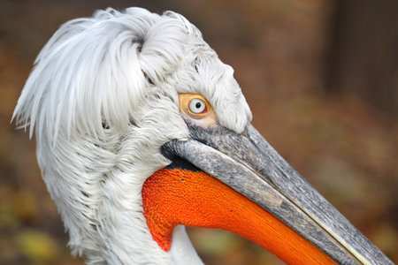 portrait of a young funny Dalmatian pelican on the dark background の写真素材